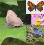 Famille Lycaenidae: Lycénidés (bleus, cuivrés, porte-queues, etc.)