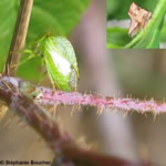 Famille Membracidae: Membracides