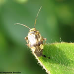 Famille Miridae: Punaises des plantes