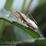 Famille Nabidae:  Punaises demoiselles