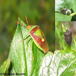 Famille Pentatomidae: Pentatomids (Punaises puantes)