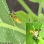 Famille Tephritidae: Mouches des fruits