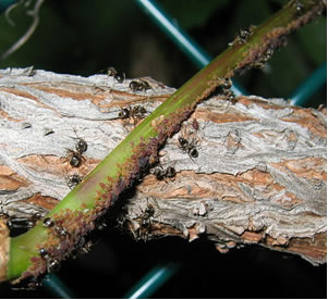 Pucerons et fourmis