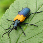 Famille Cerambycidae: Longicorne (Desmocerus palliatus