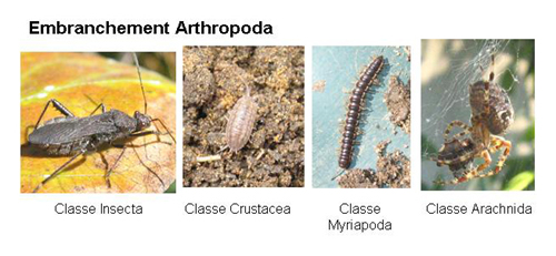 Arthropoda