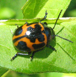 Sous-famille Chrysomelinae: Labidomera clivicollis 