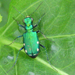 Famille Cicindelidae: Cicindela sexguttata