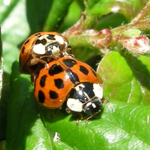 Famille Coccinellidae: Coccinelles asiatiques (Harmonia axyridis)