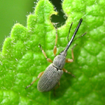 Famille Curculionidae: Charançon de la rose trémière (Apion longirostre)