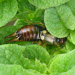 Dermaptera femelle