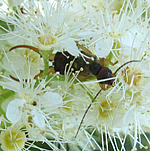 Dermaptera mâle