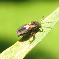 Blissidae (punaise velue)