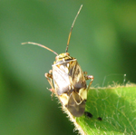 Miridae: Lygus lineolaris
