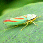 Cicadellidae: Graphocephala coccinea