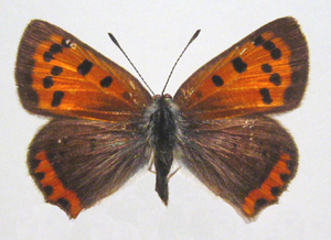Lycaenidae: Cuivré d'Amérique (Lycaena phlaeas americana)