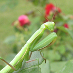 Famille Mantidae: Mantis religiosa
