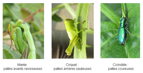 Pattes insectes