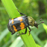 Famille Silphidae (Ordre Coleoptera)