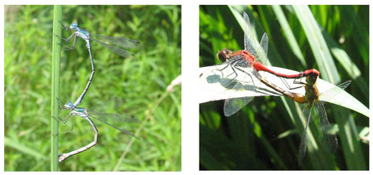 Odonata accouplement