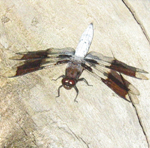 Famille Libellulidae: Libellula lydia