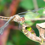 Famille Libellulidae