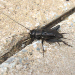Famille Gryllidae