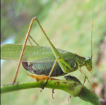 Tettigoniidae: Scudderia sp.