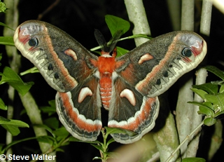 Saturnie cecropia (Hyalophora cecropia)