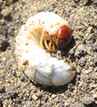Les insectes de nos jardins: Scarabées (Hannetons, Vers ...