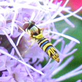 Syrphidae