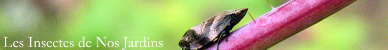 Aphididae