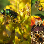 Famille Apidae: Abeilles et bourdons