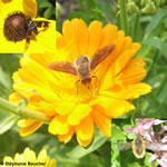 Famille Bombyliidae: Bombyles (Mouche-abeille)