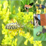 Famille Cerambycidae: Longicornes