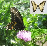 Famille Papilionidae: Porte-queues (Papillons tigrés d'Amérique, papillons du céleri, etc.)
